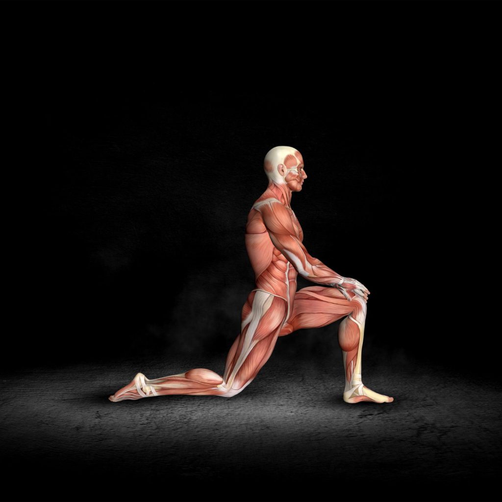 Anatomical illustration showing hip flexor stretch and major muscle groups